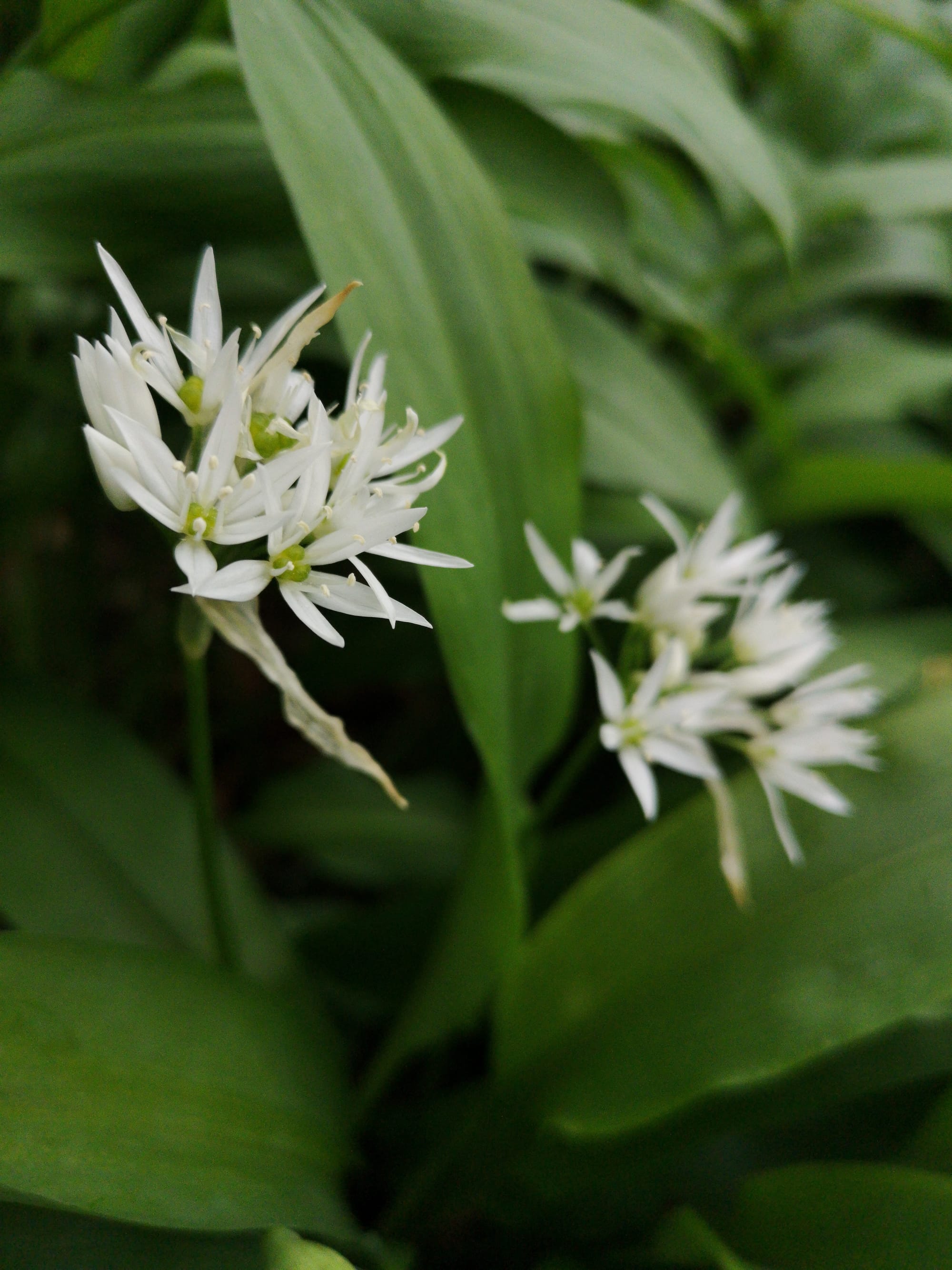 Wild Garlic in Flower