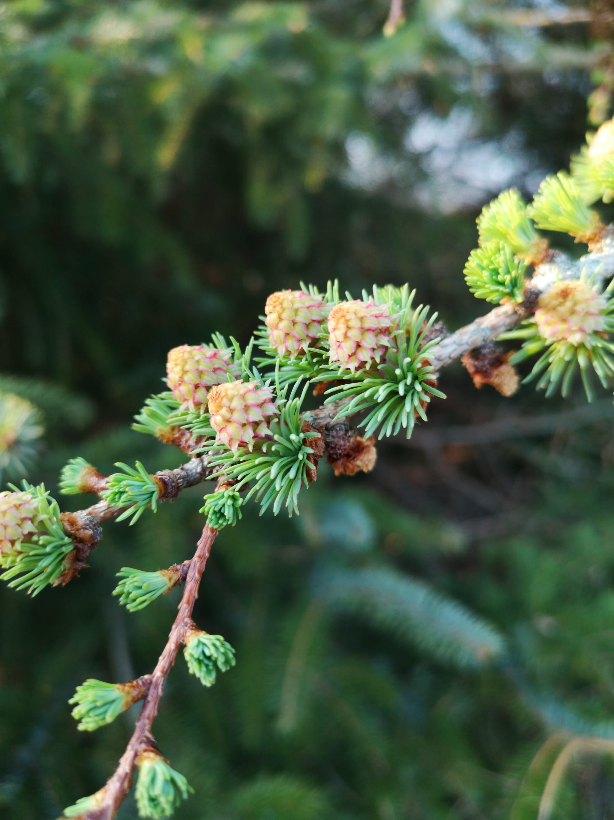 Larch Roses