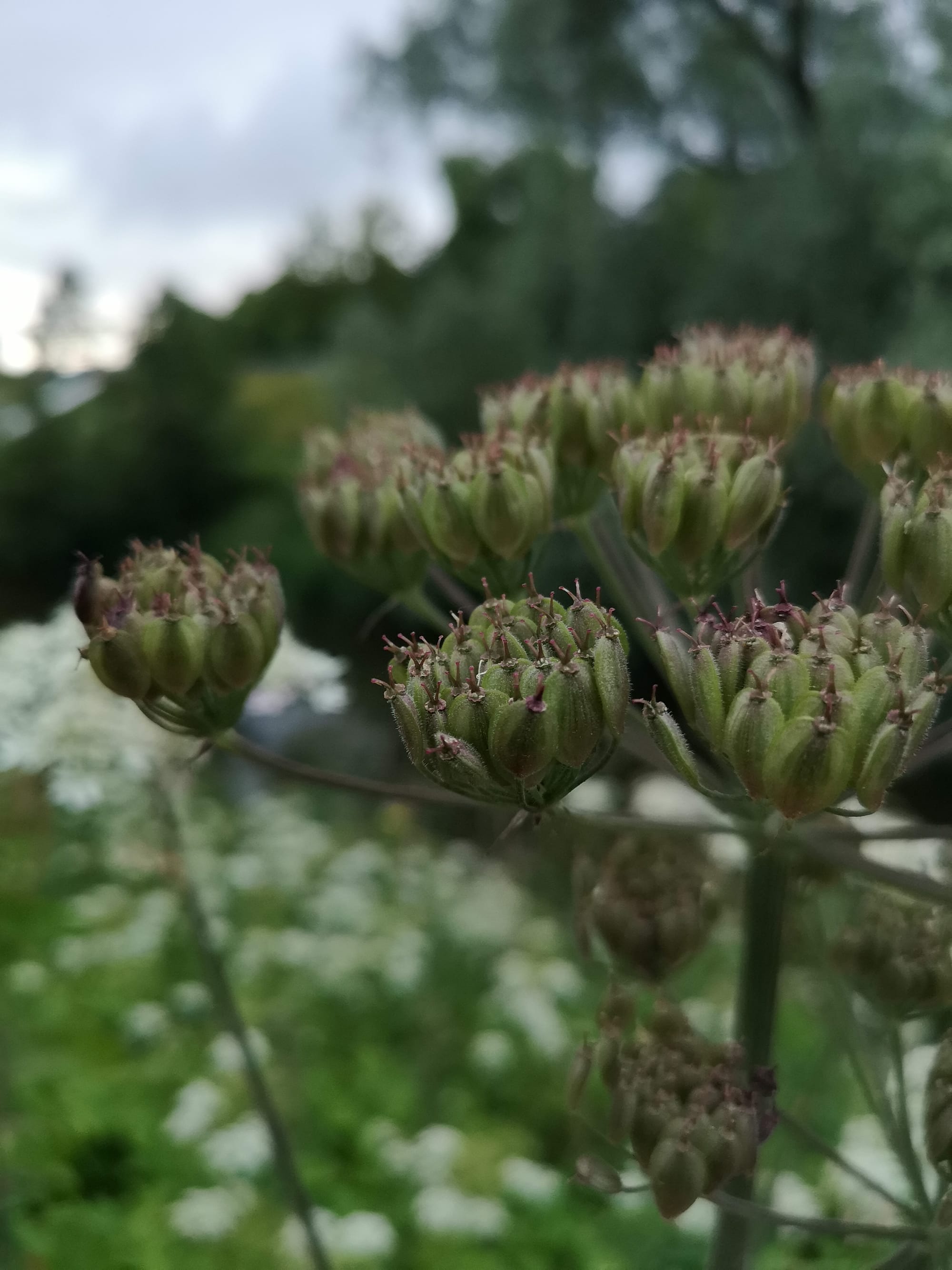 Green Hogweed Seeds