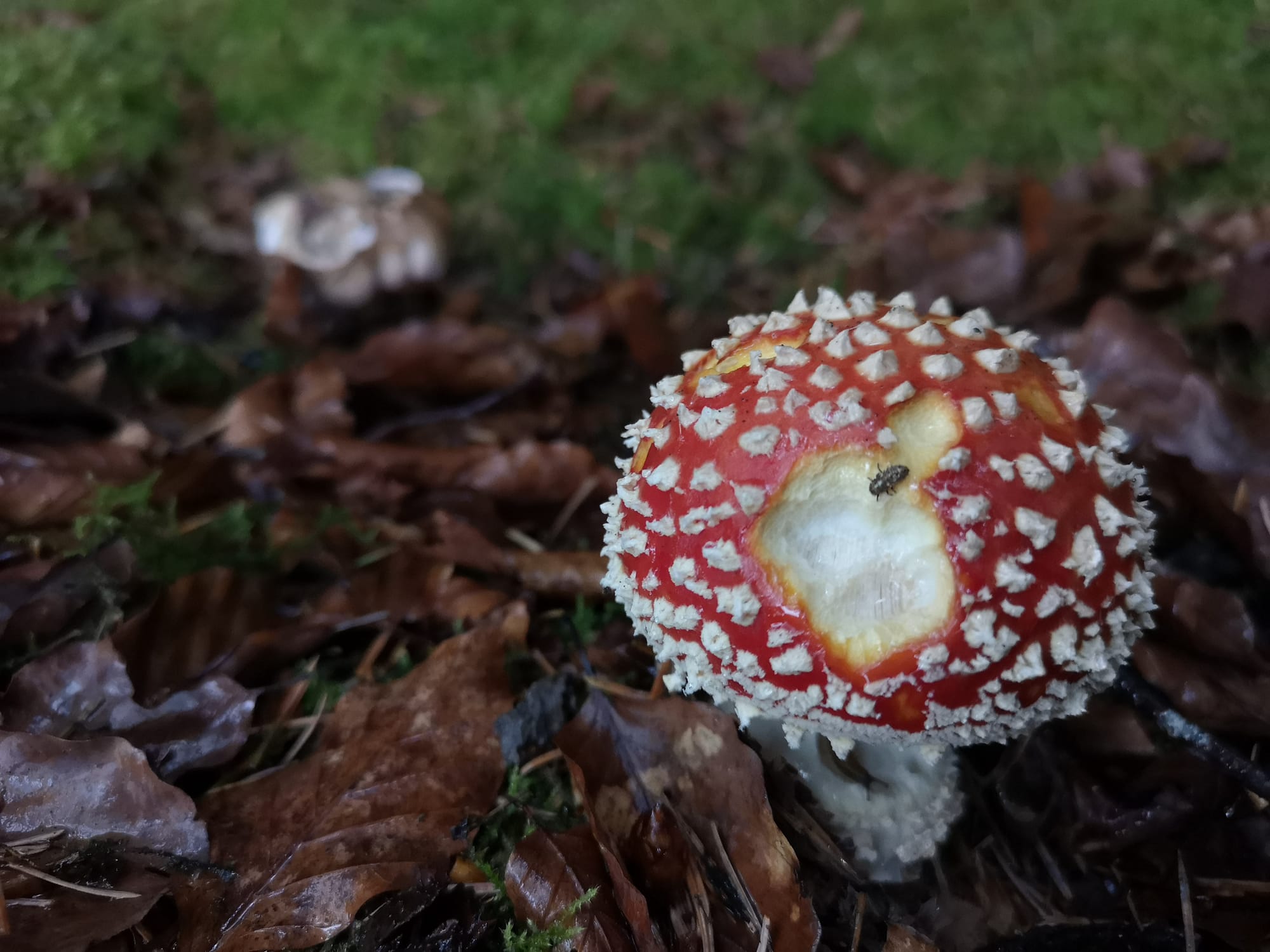 Fly on Fly Agaric