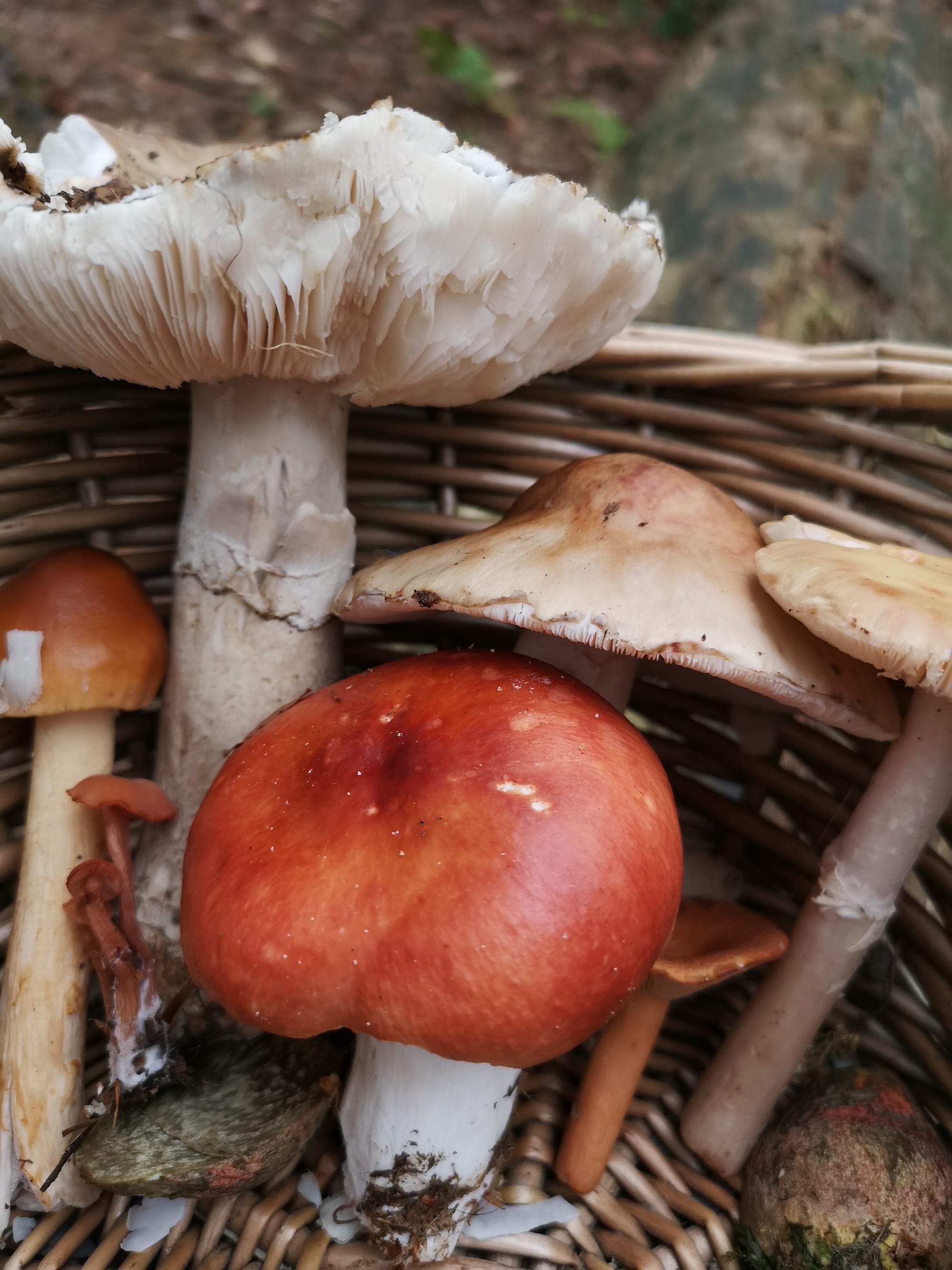 Basket of Shrooms