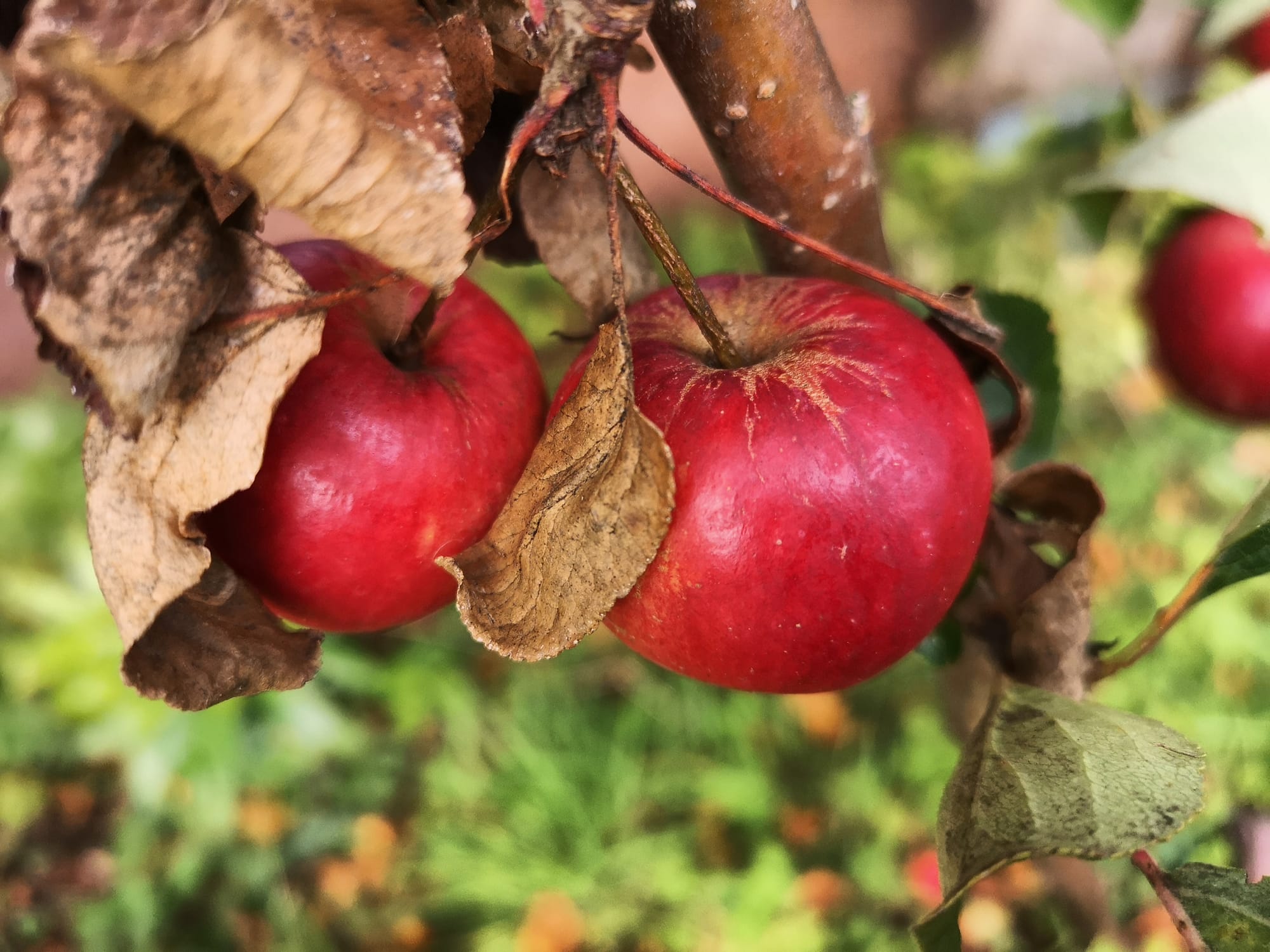 Autumn Apples