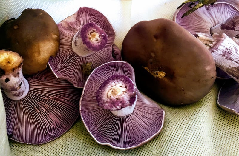 Fungi - Wood Blewit Risotto