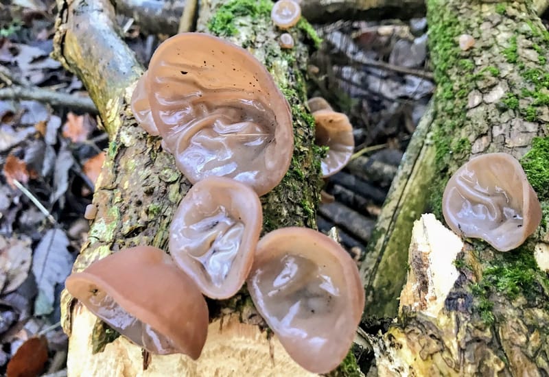Fungi - Chocolate Robed Jelly Ears