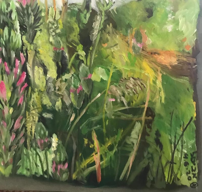 תלתן הארגמן