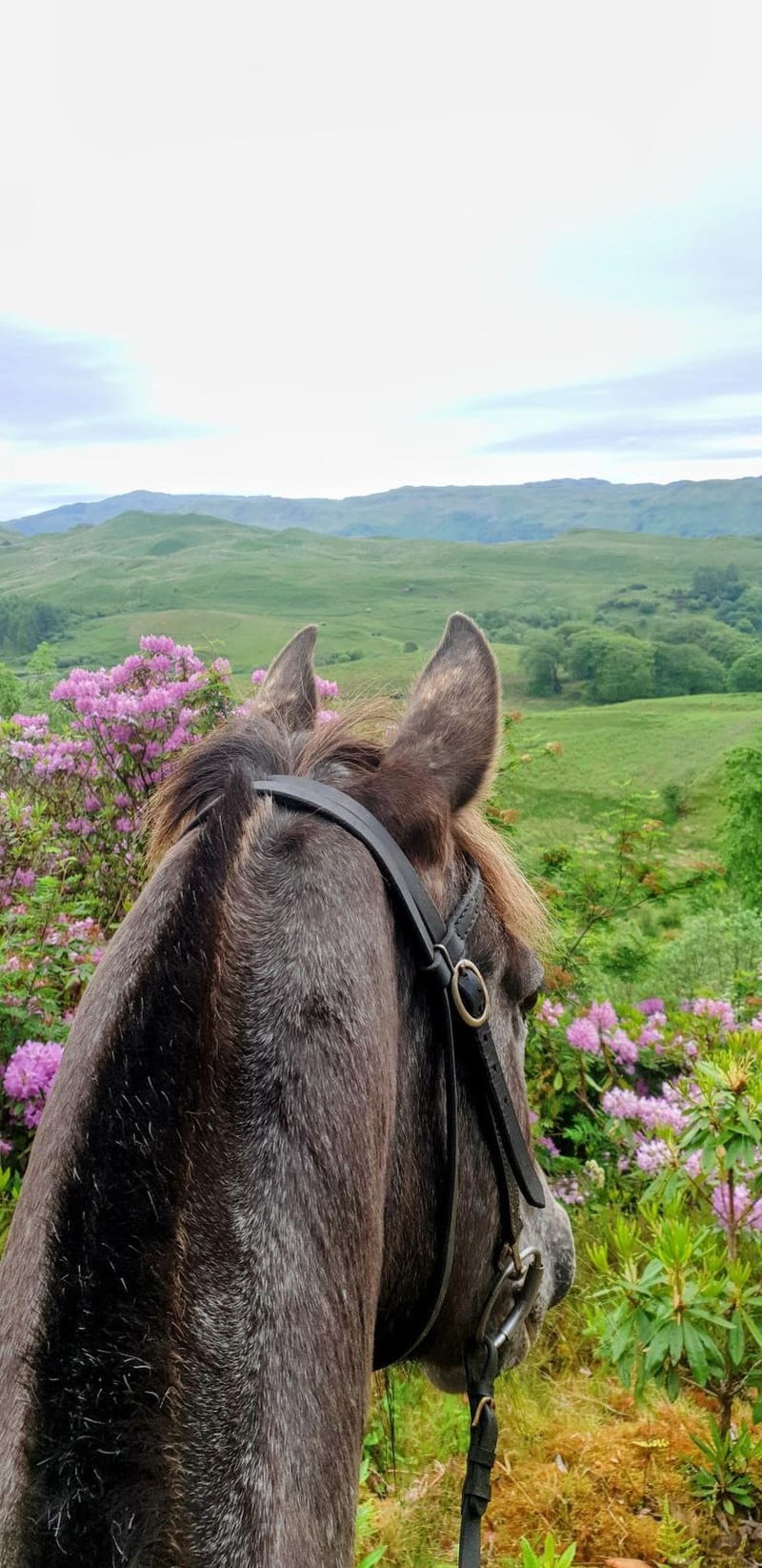 Trail Rides