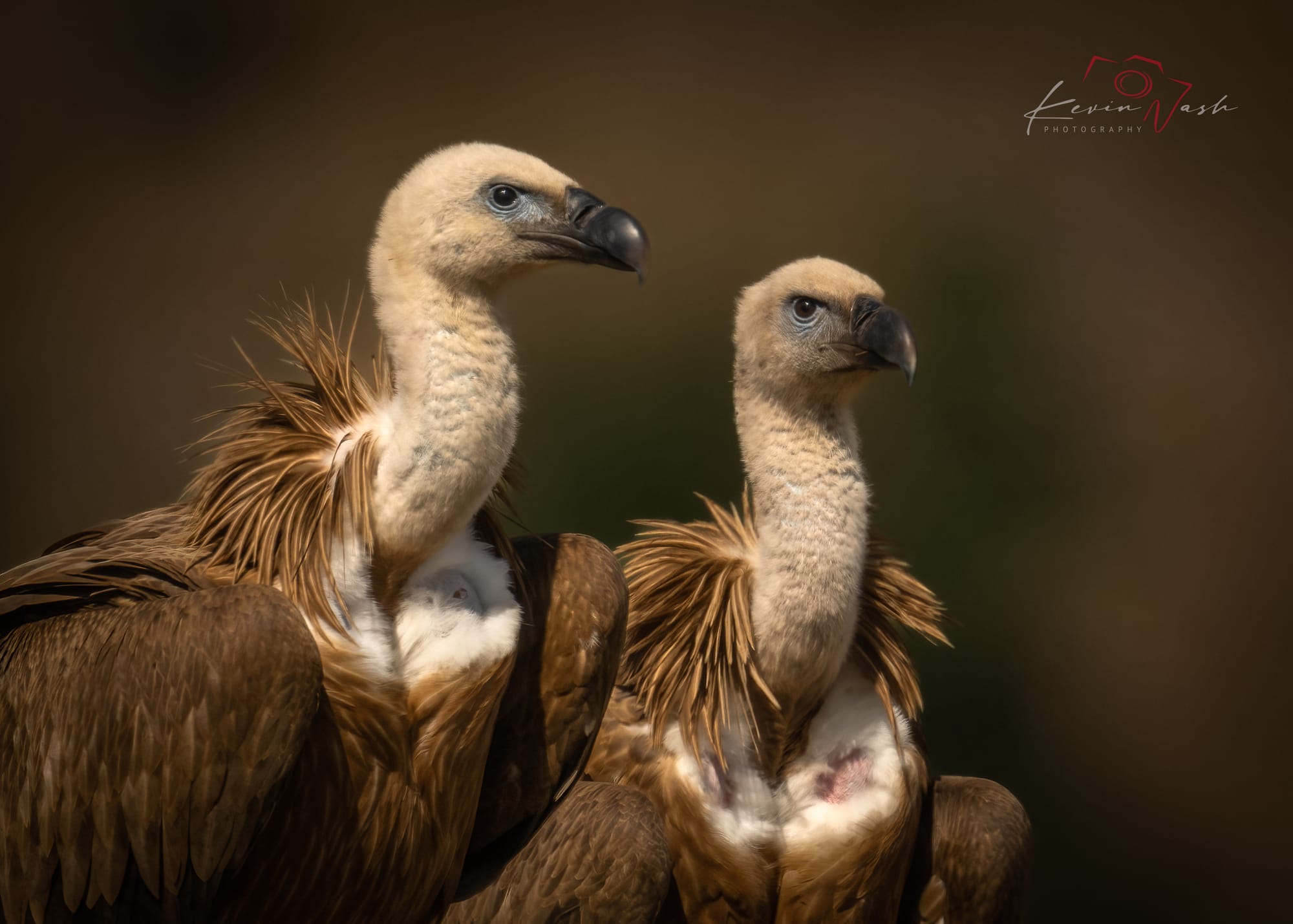 Vultures