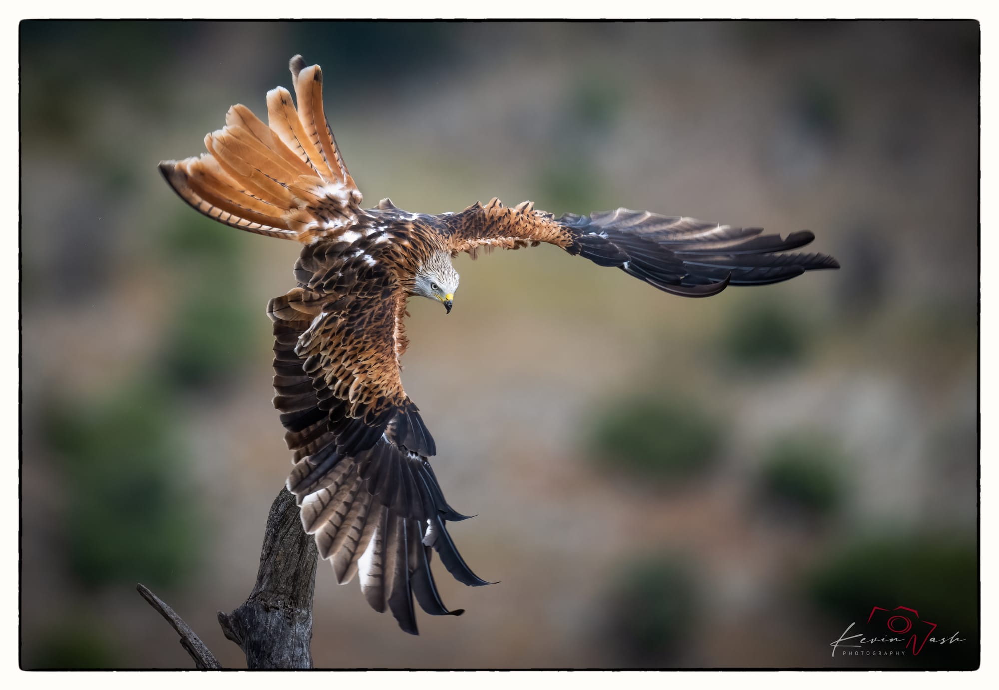 Red Kites