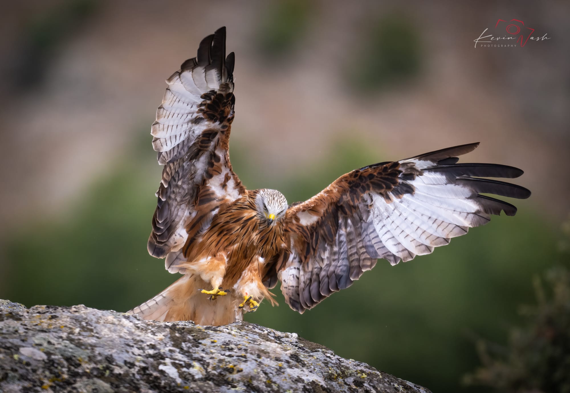 Red Kites