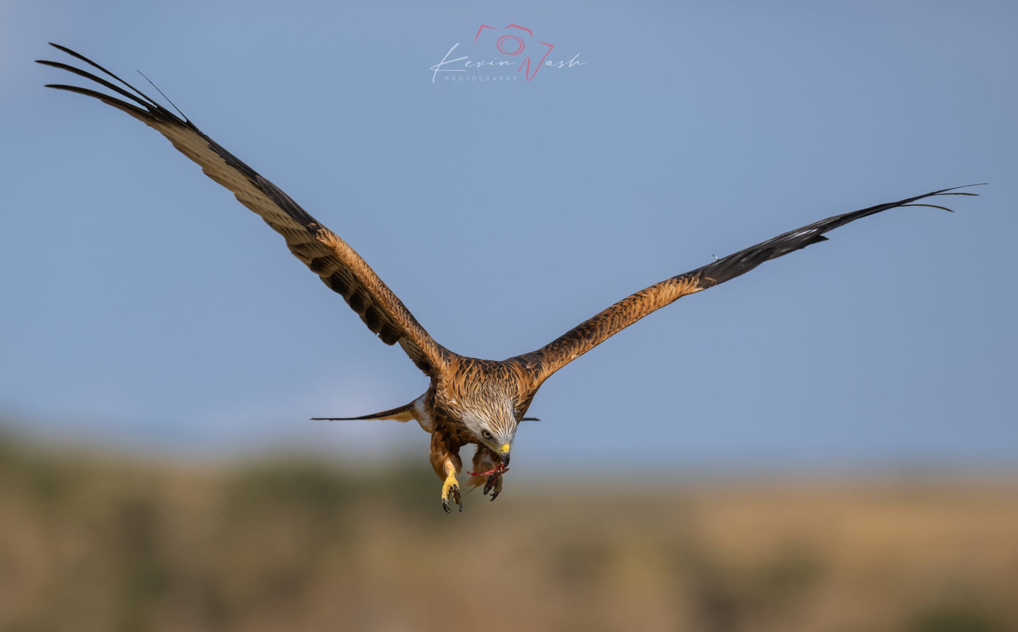 Red Kites
