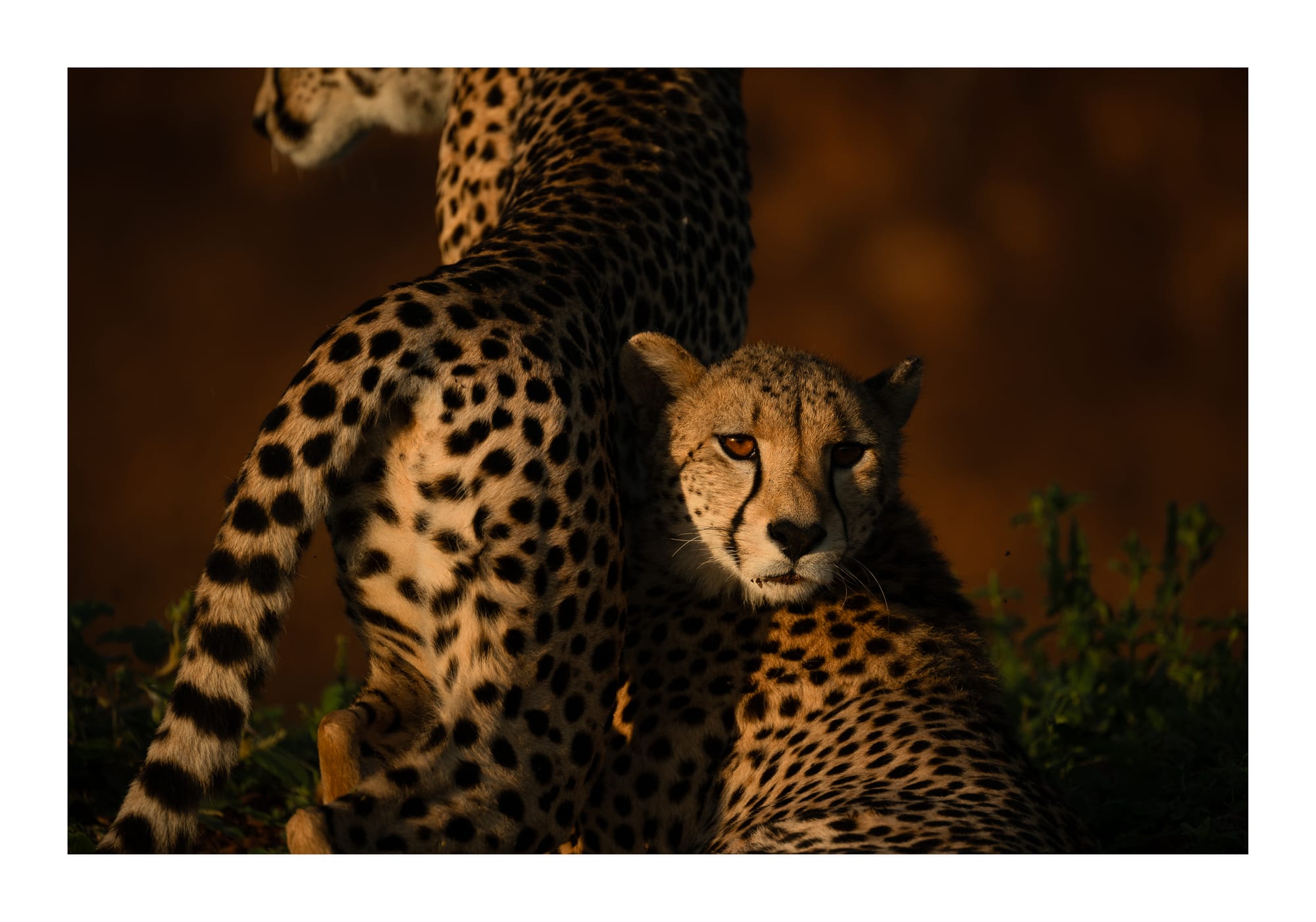 Big Cats
