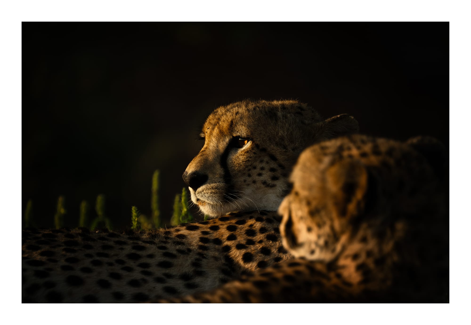 Big Cats