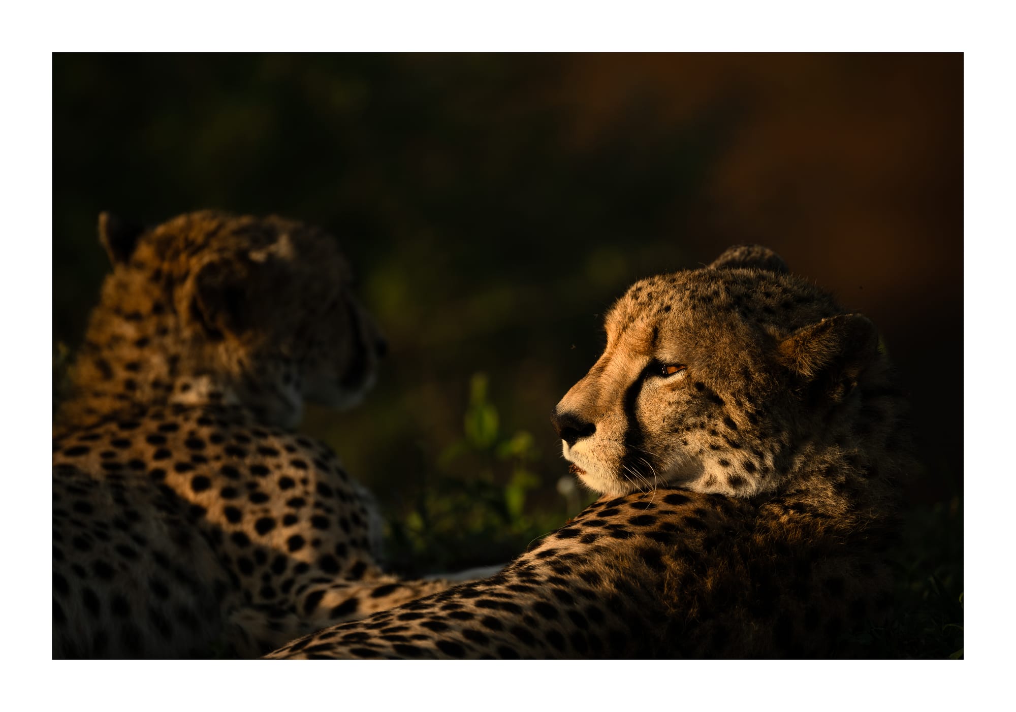 Big Cats