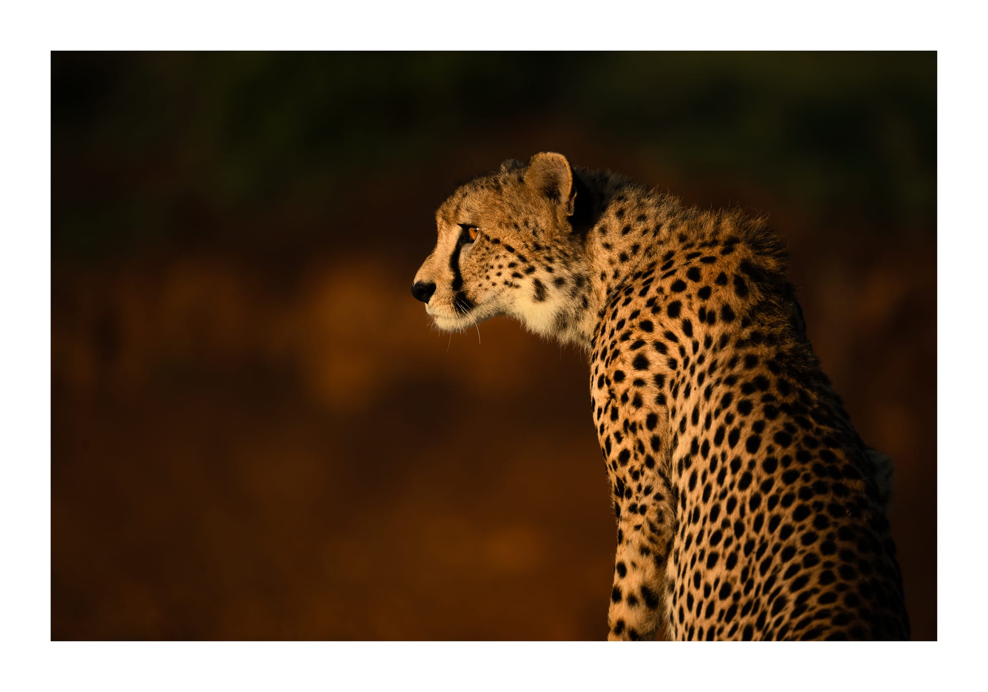 Big Cats
