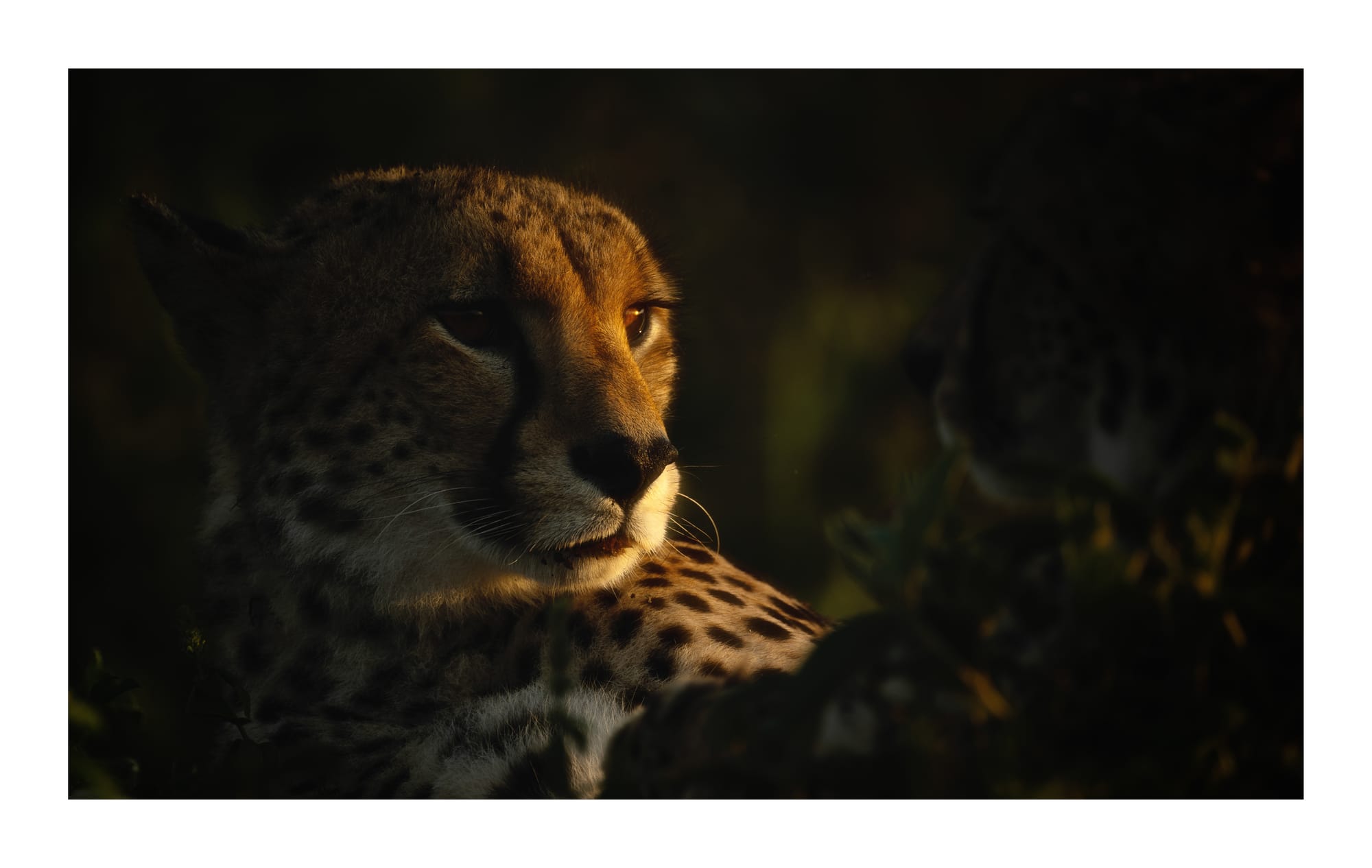 Big Cats