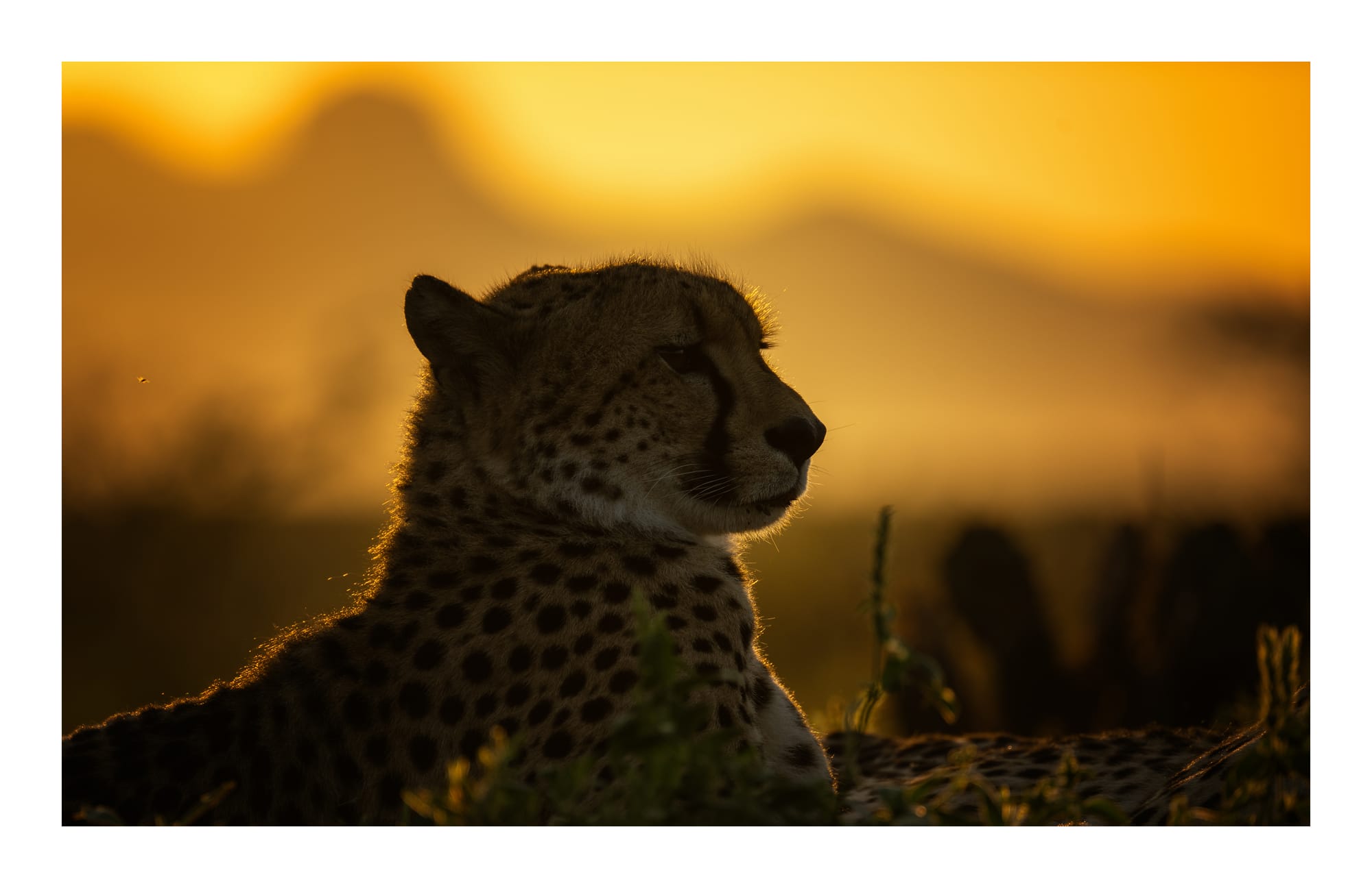 Big Cats
