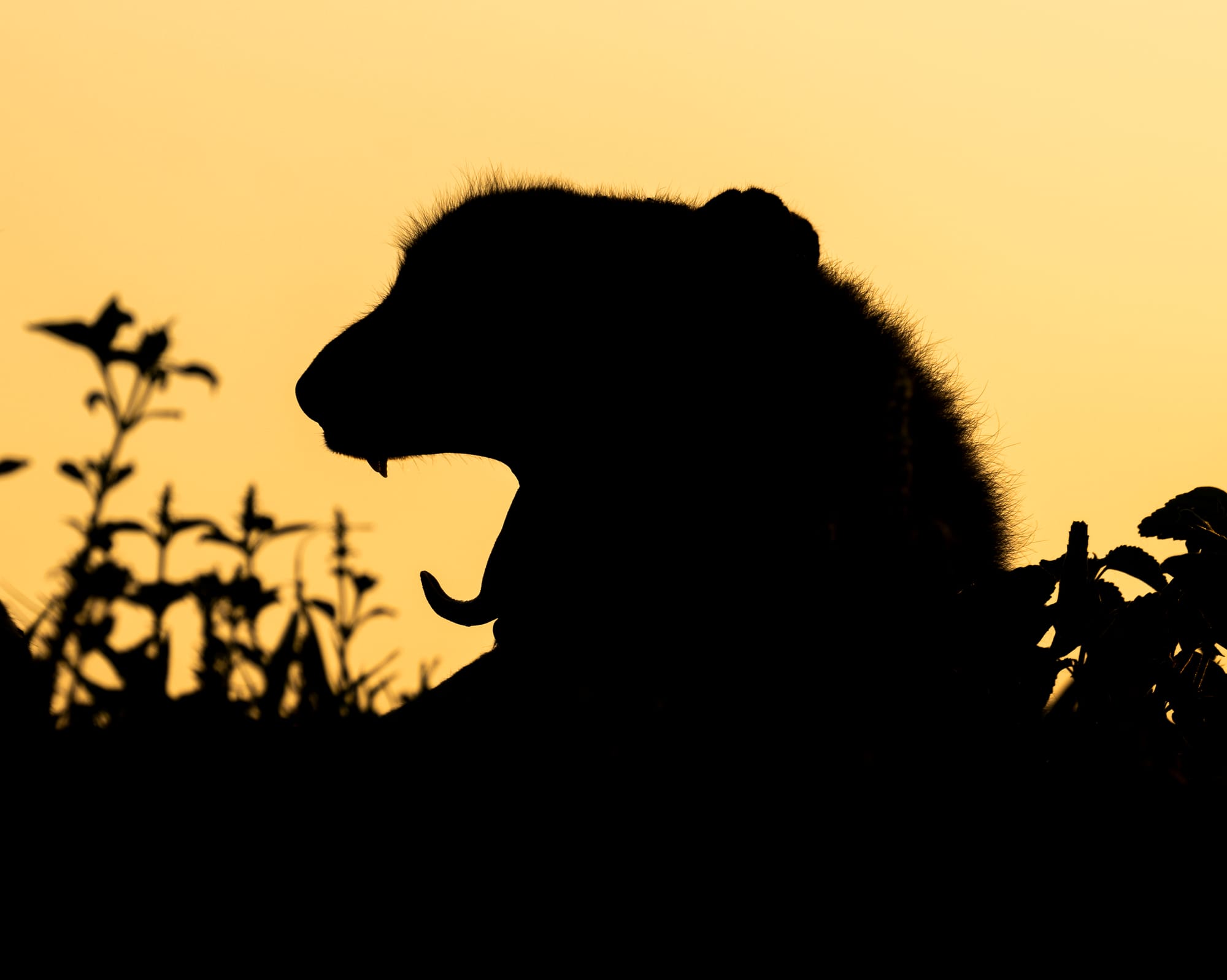 Big Cats