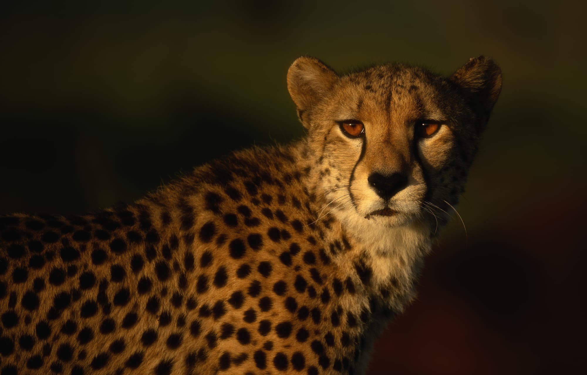 Big Cats