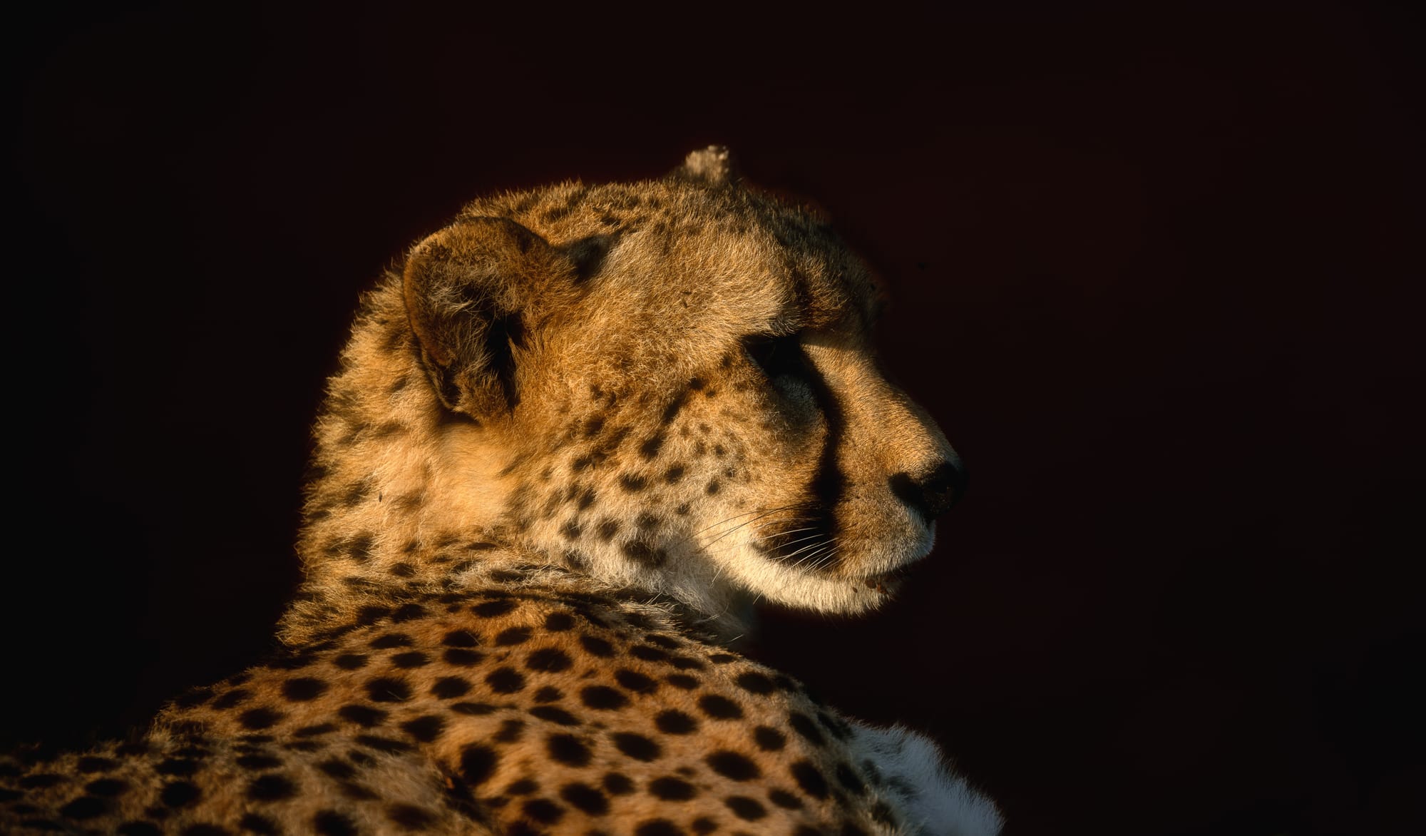 Big Cats