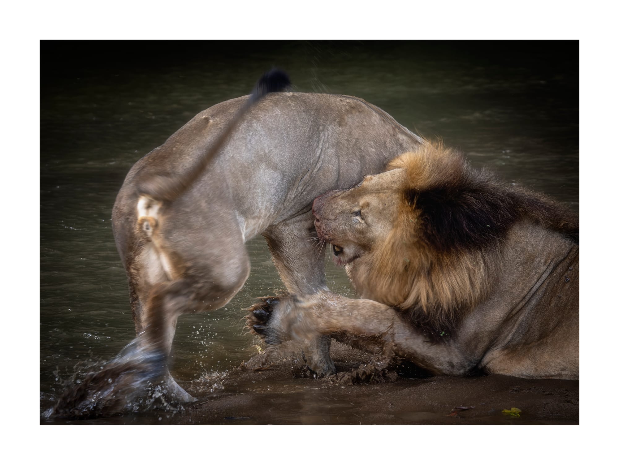 Big Cats