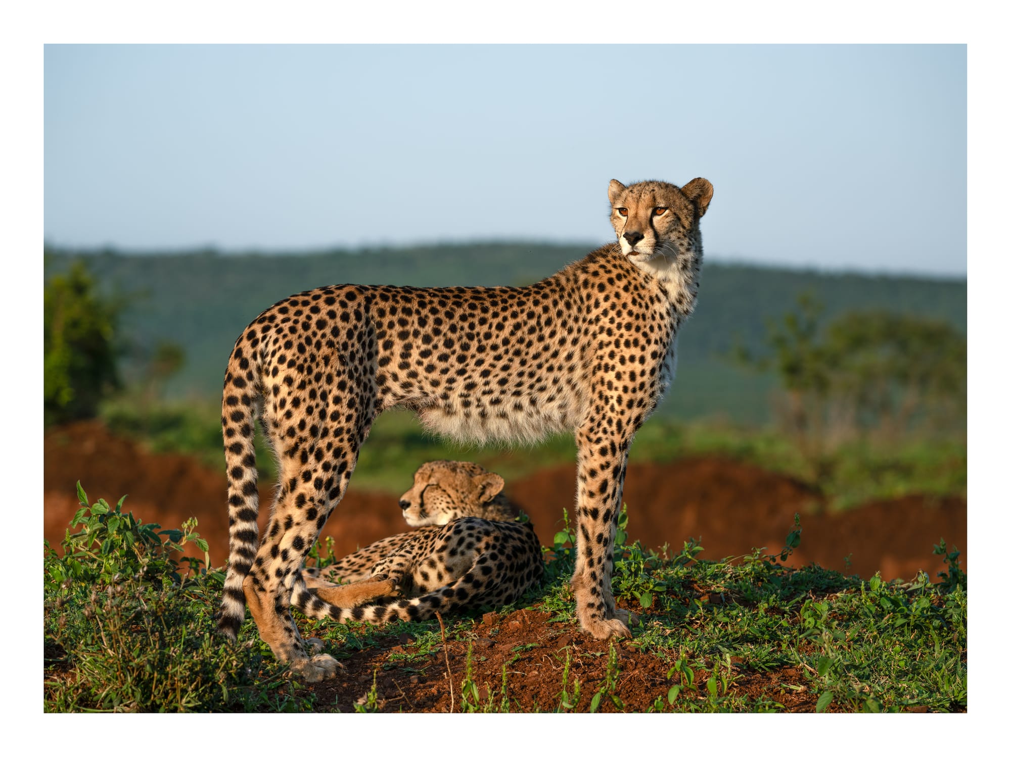 Big Cats