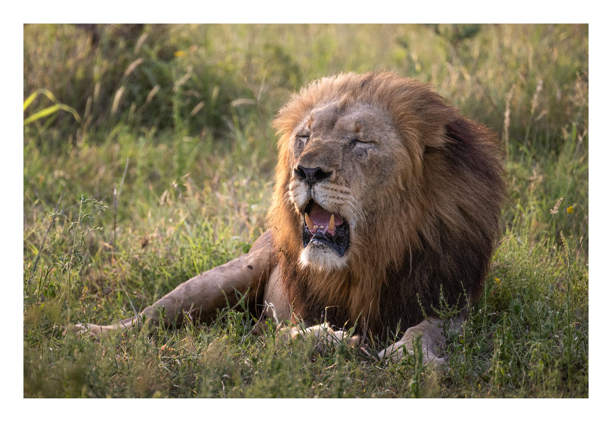 Big Cats