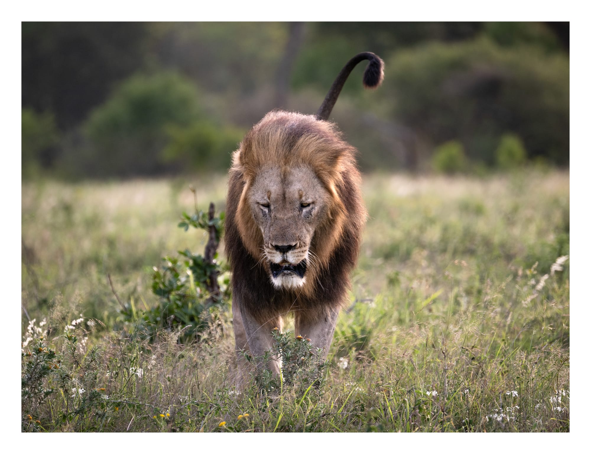 Big Cats