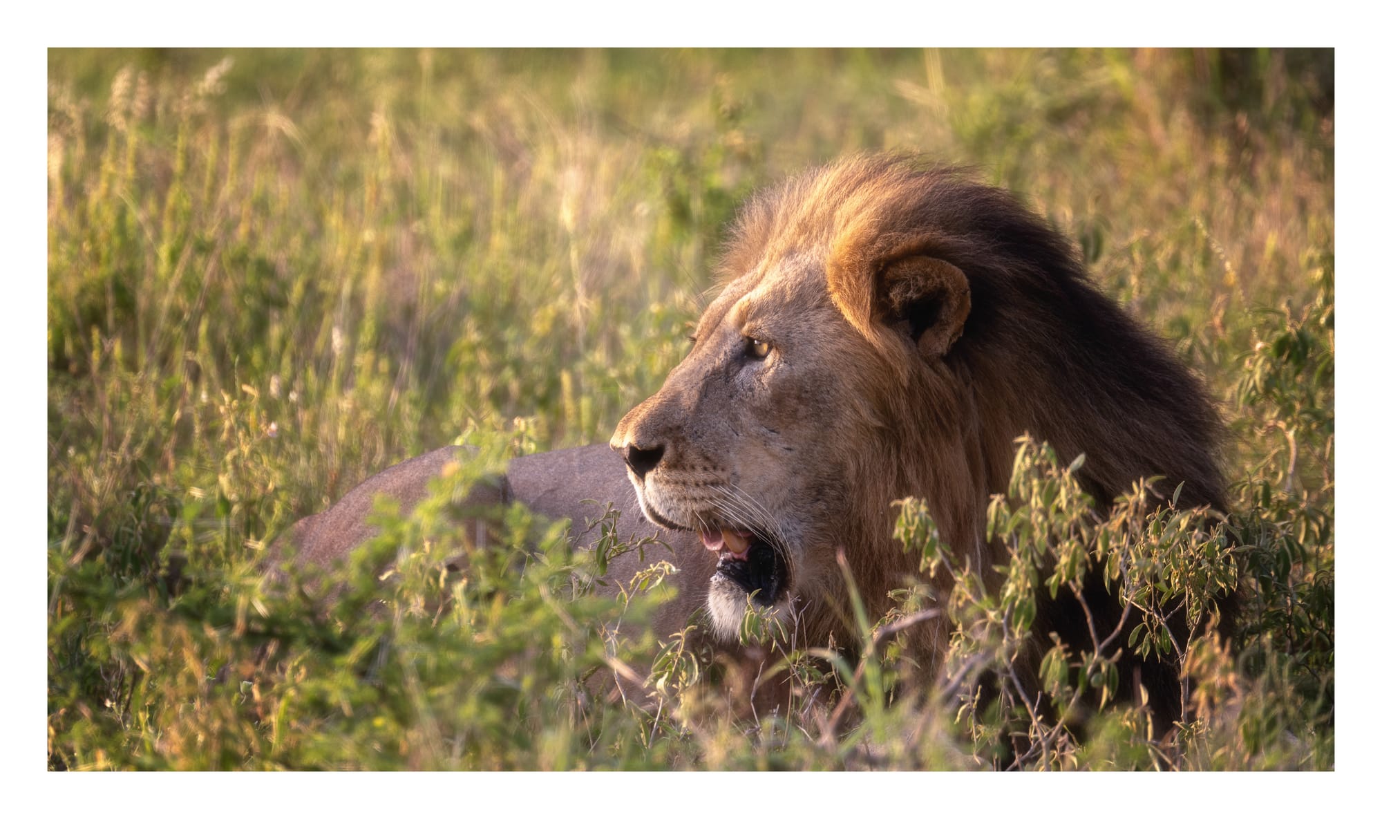 Big Cats