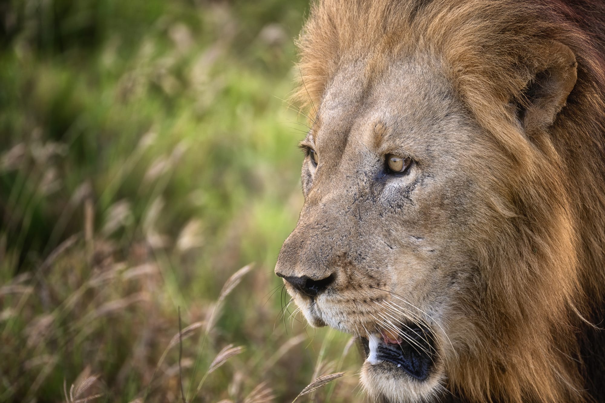 Big Cats