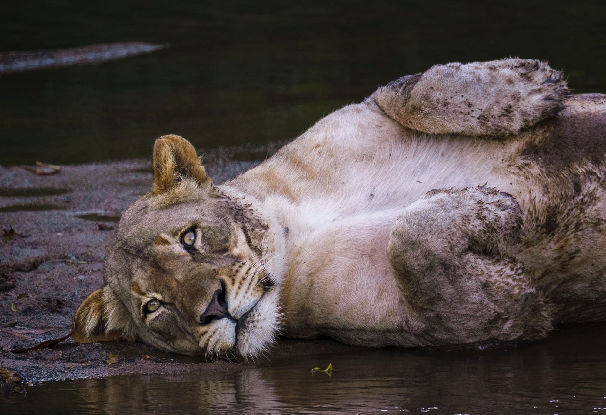 Big Cats