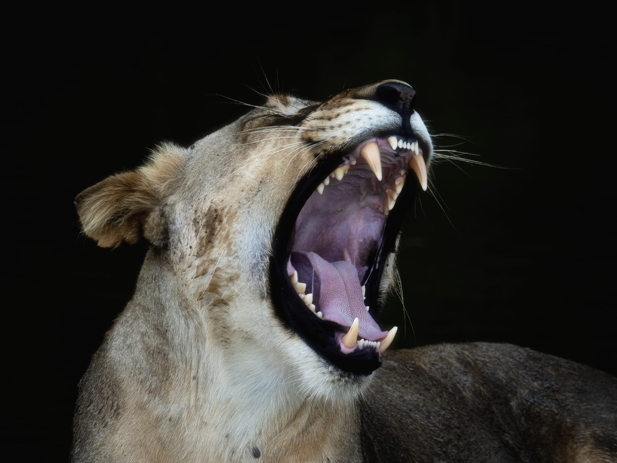 Big Cats