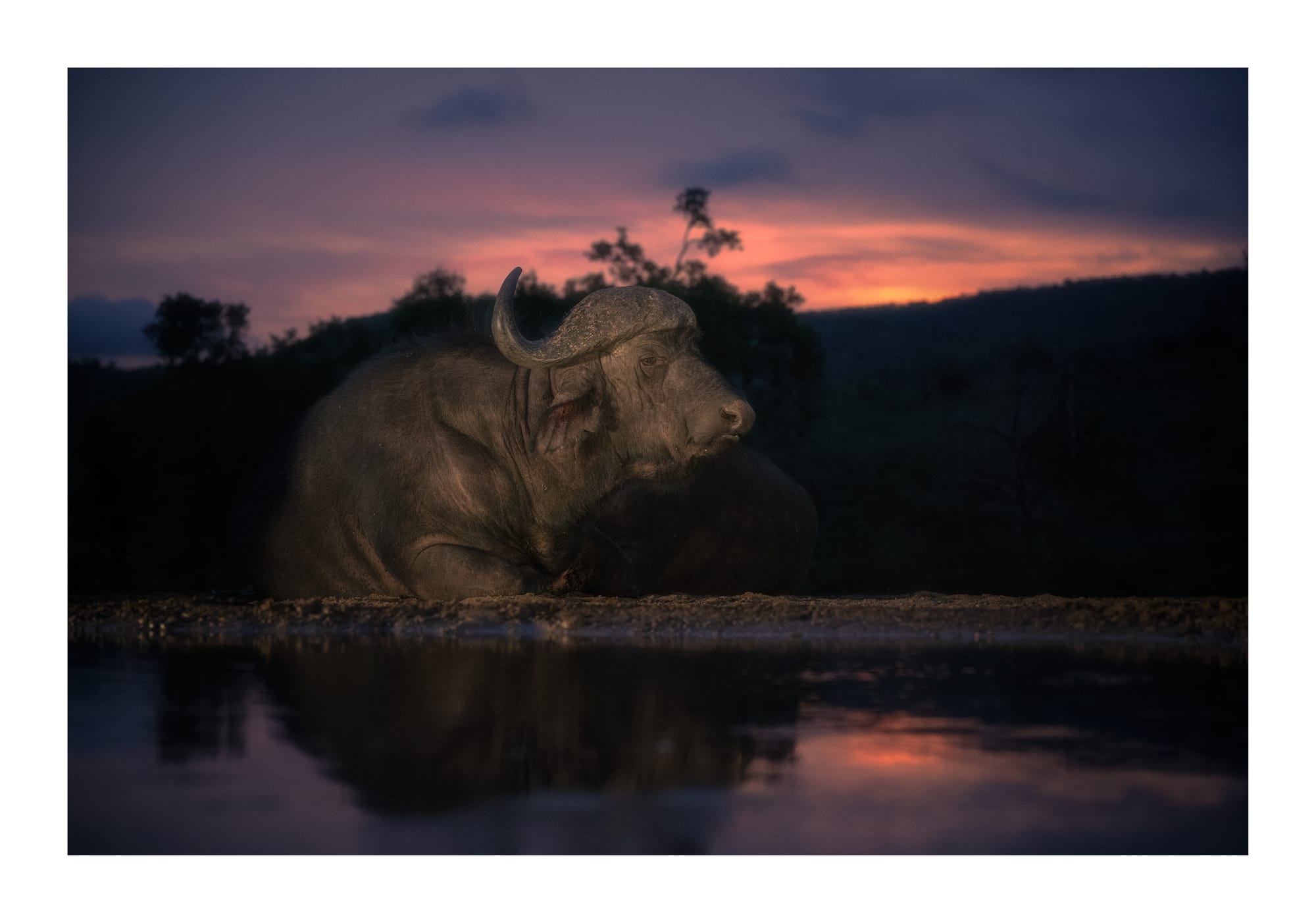 Cape Buffalo & Warthogs
