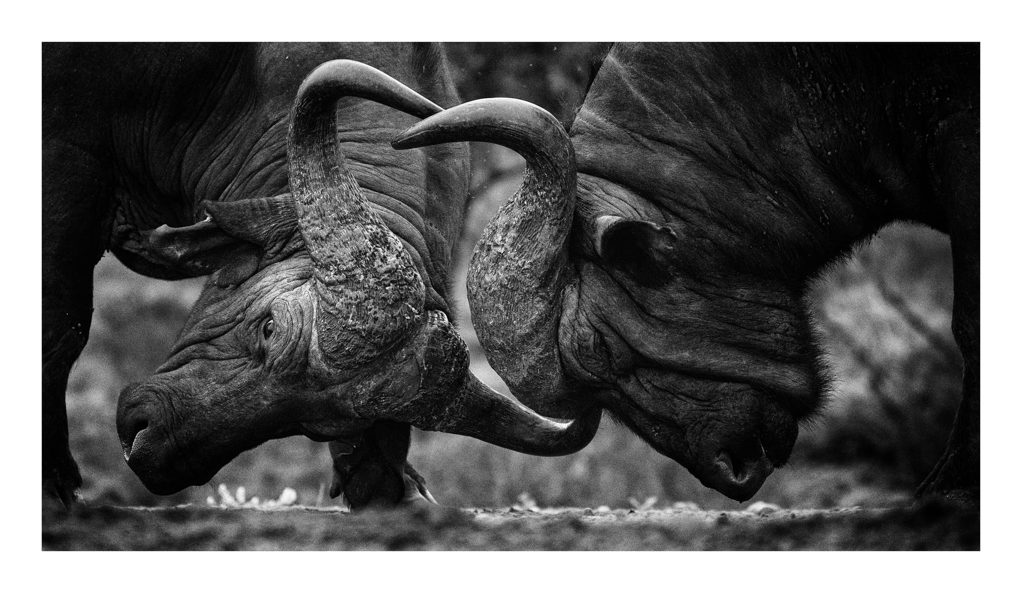 Cape Buffalo & Warthogs