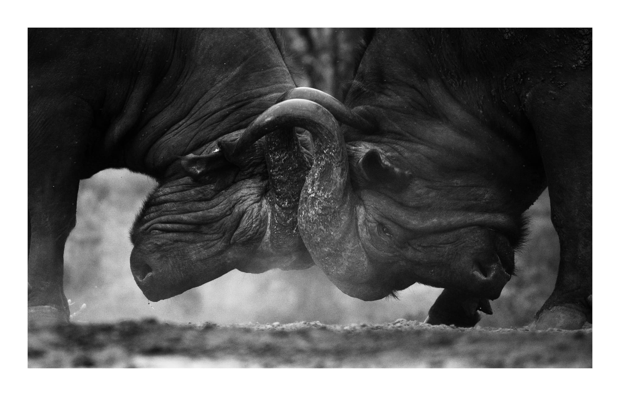 Cape Buffalo & Warthogs