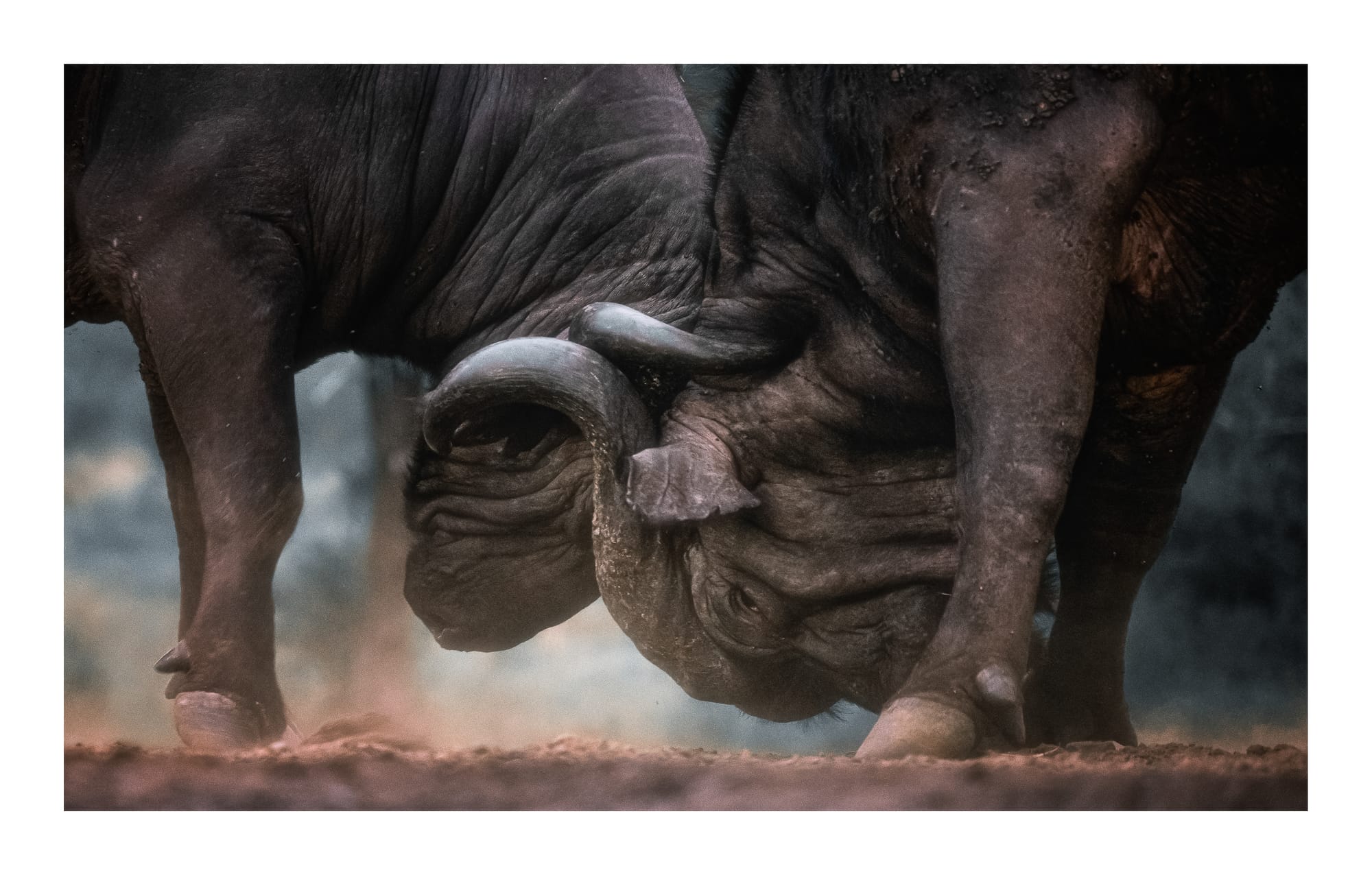 Cape Buffalo & Warthogs