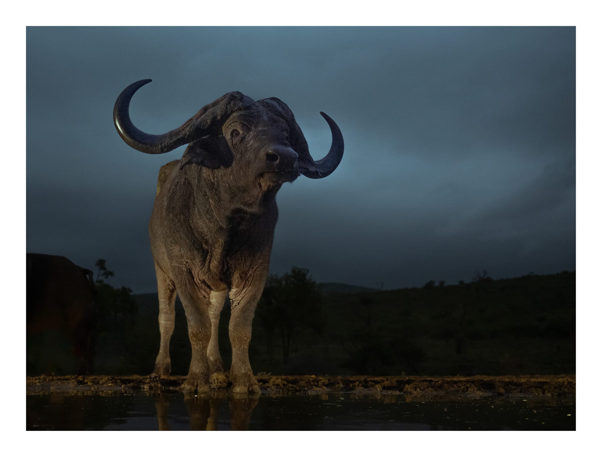 Cape Buffalo & Warthogs