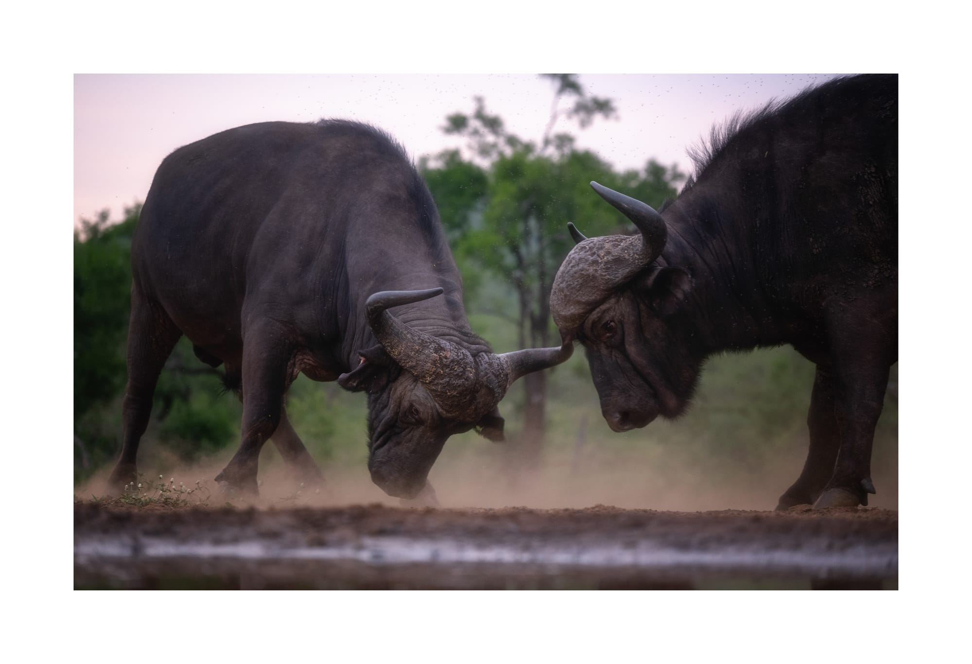 Cape Buffalo & Warthogs