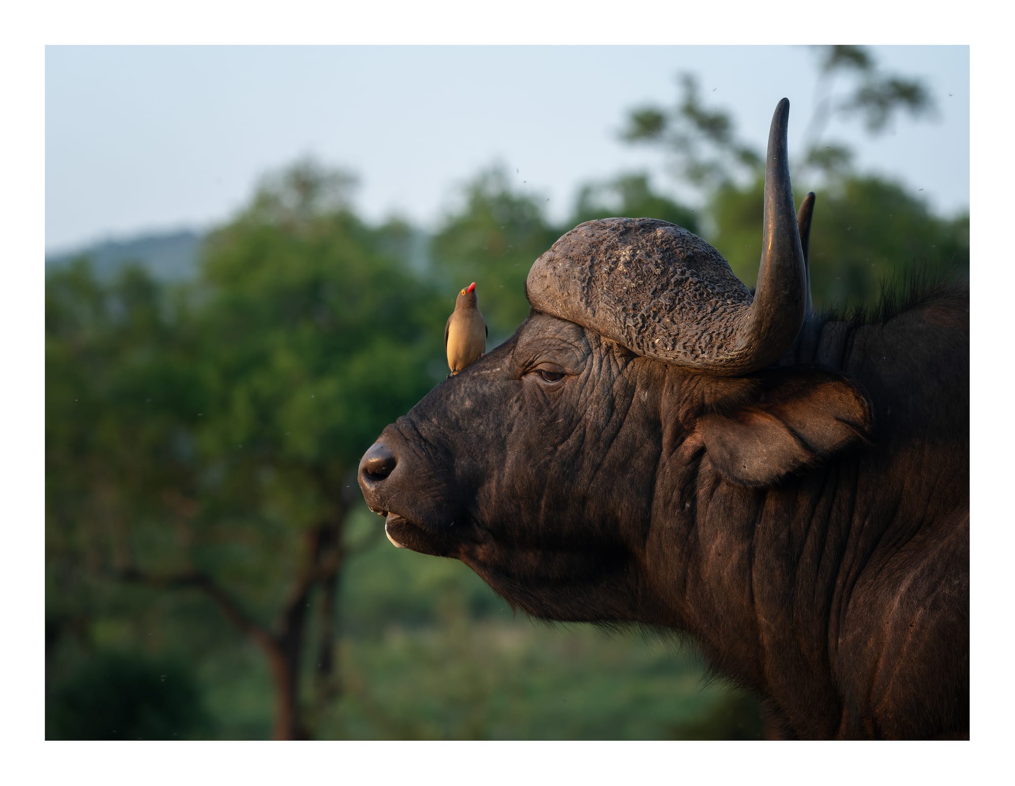 Cape Buffalo & Warthogs