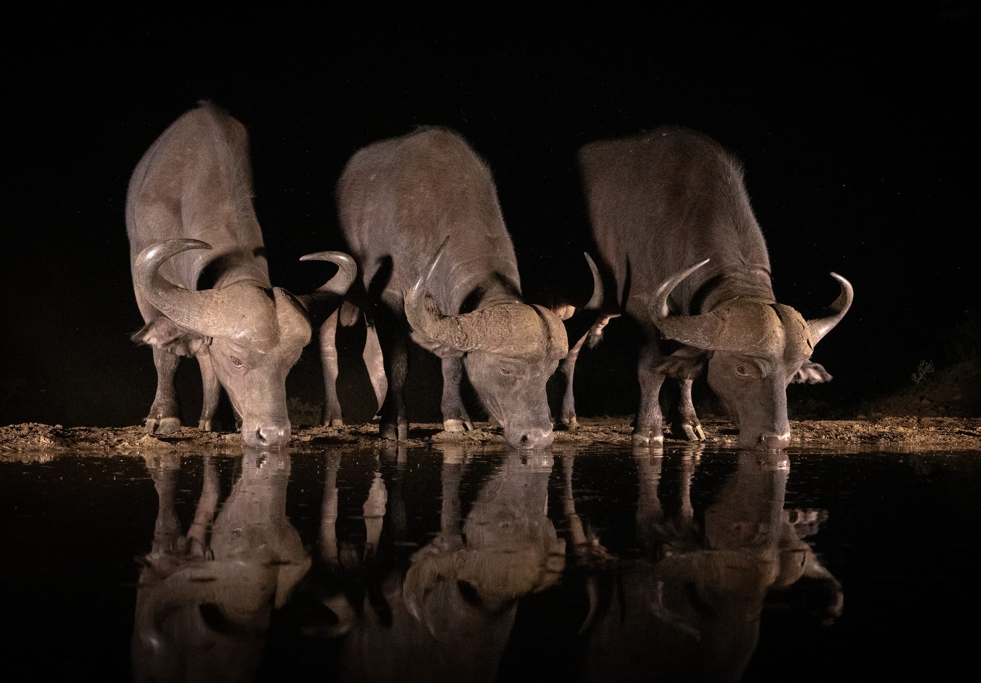 Cape Buffalo & Warthogs