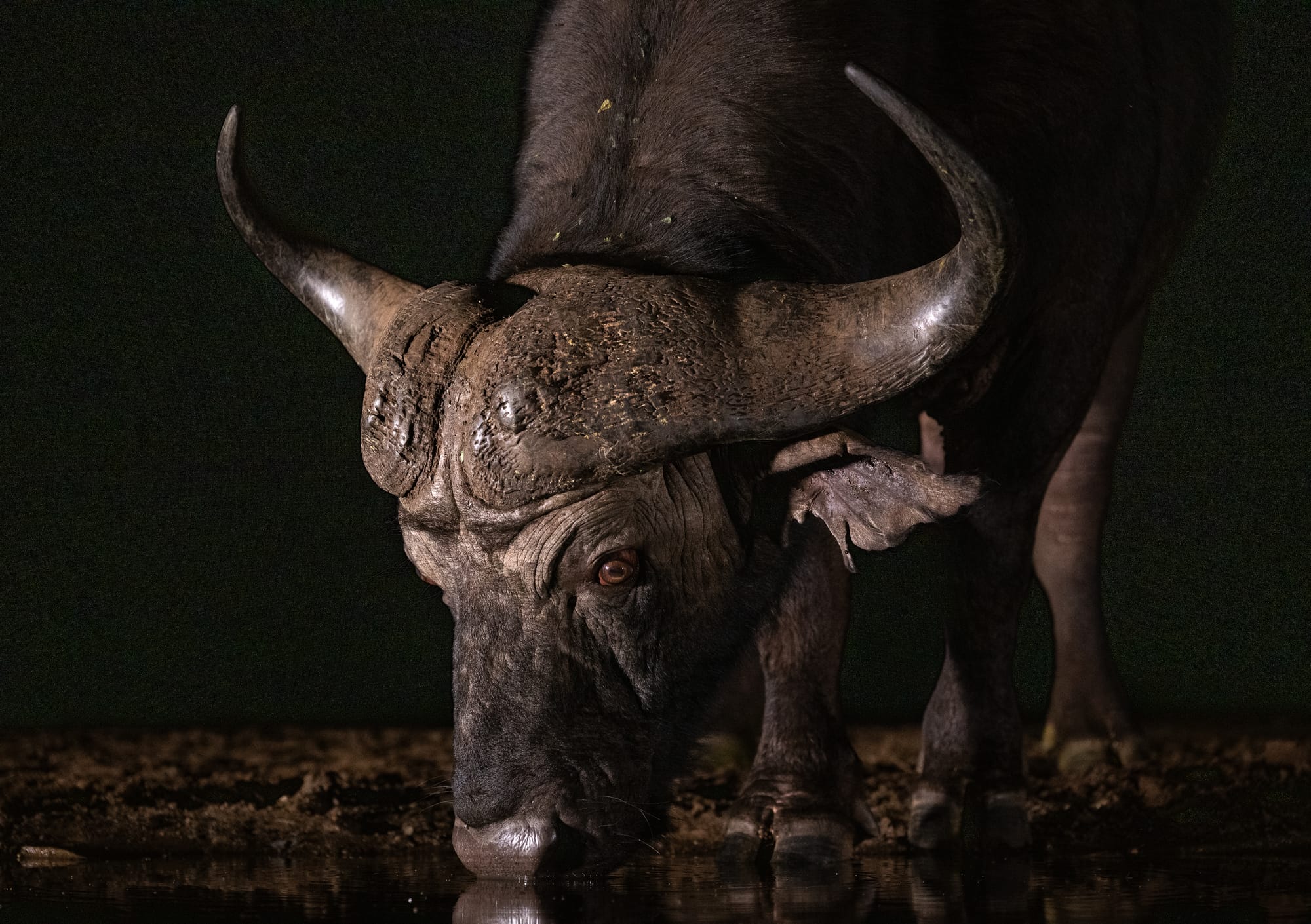 Cape Buffalo & Warthogs