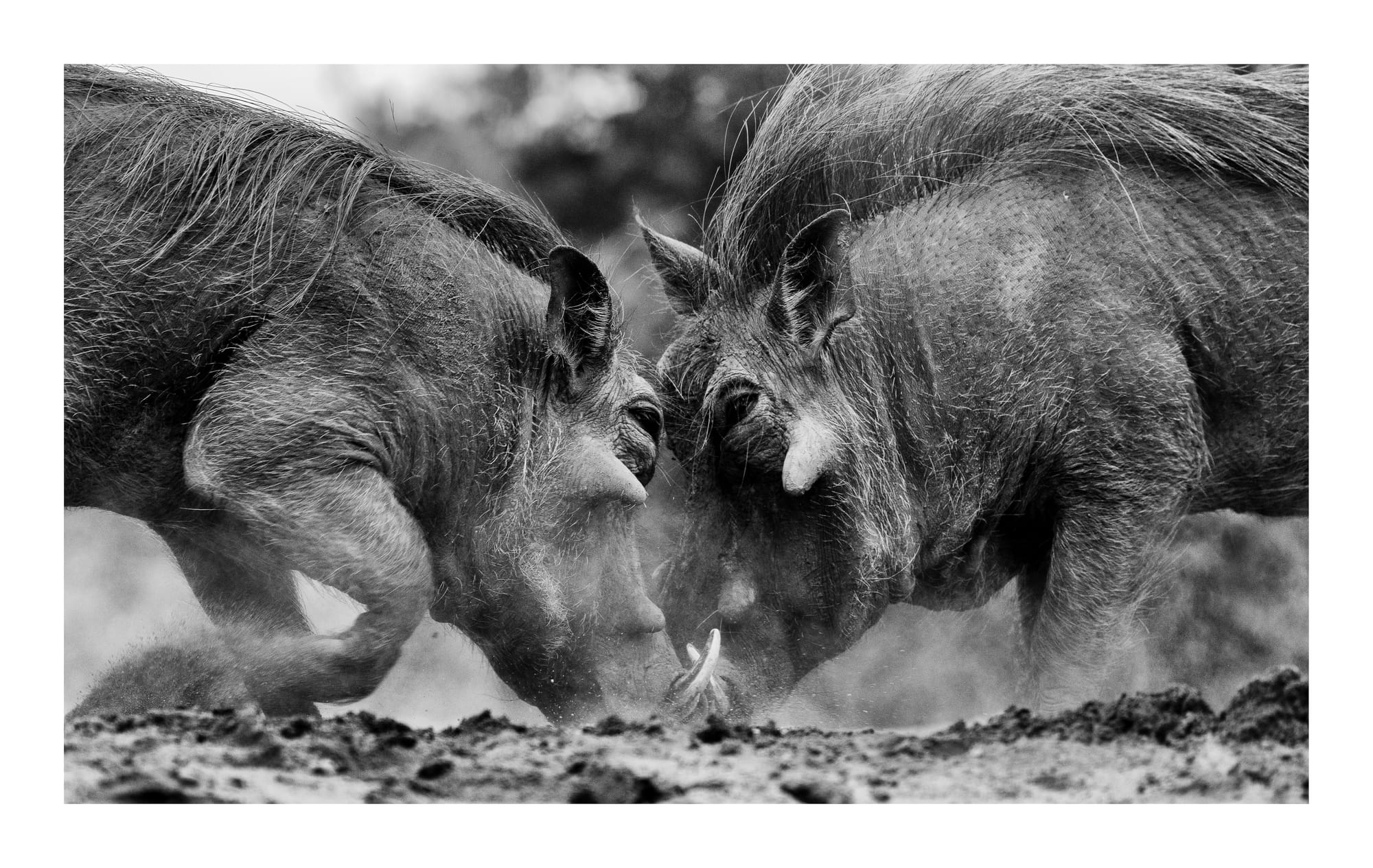 Cape Buffalo & Warthogs
