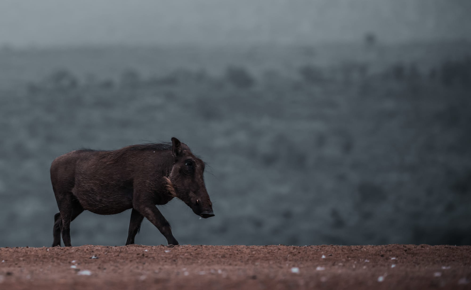 Cape Buffalo & Warthogs