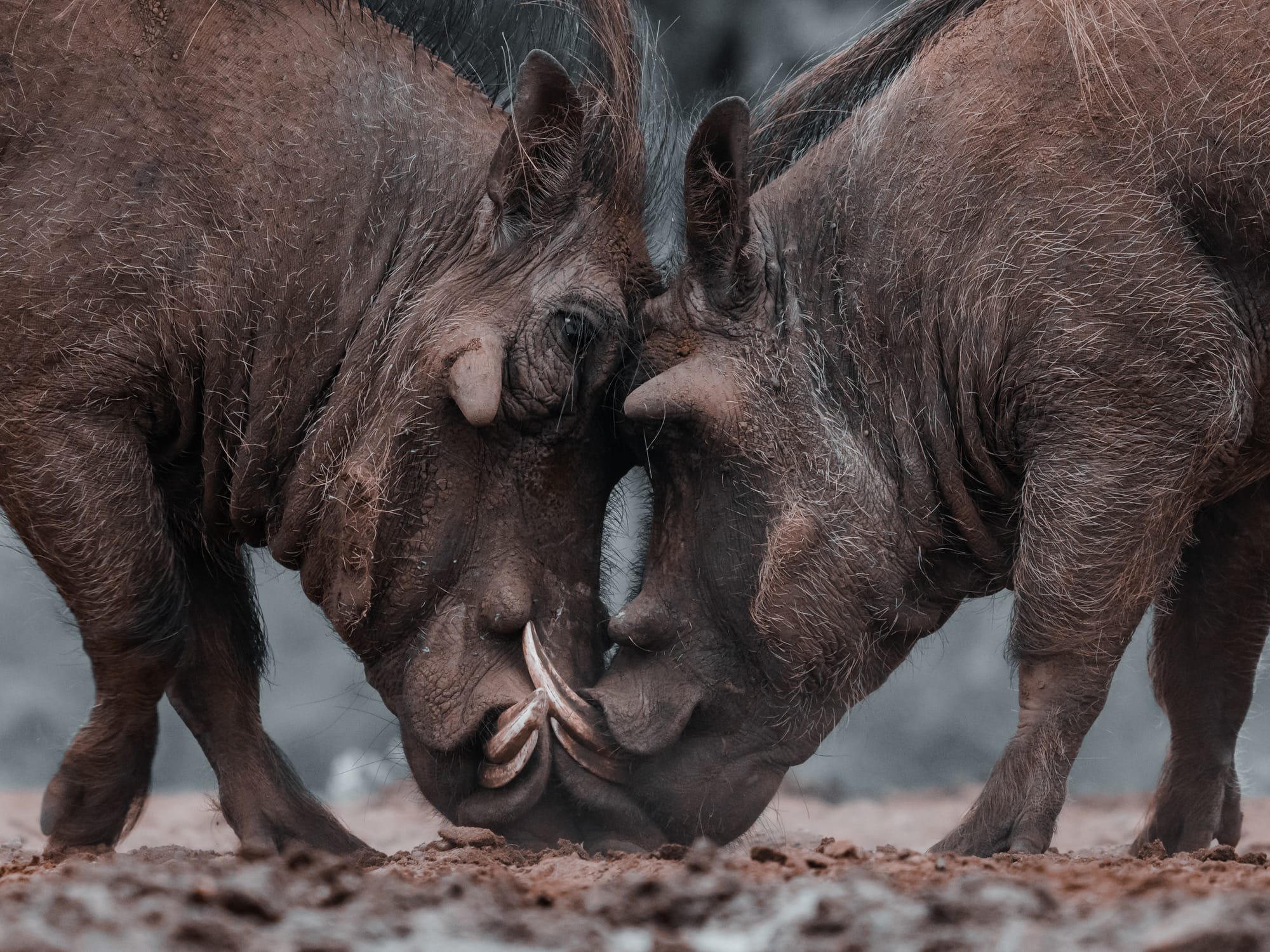 Cape Buffalo & Warthogs