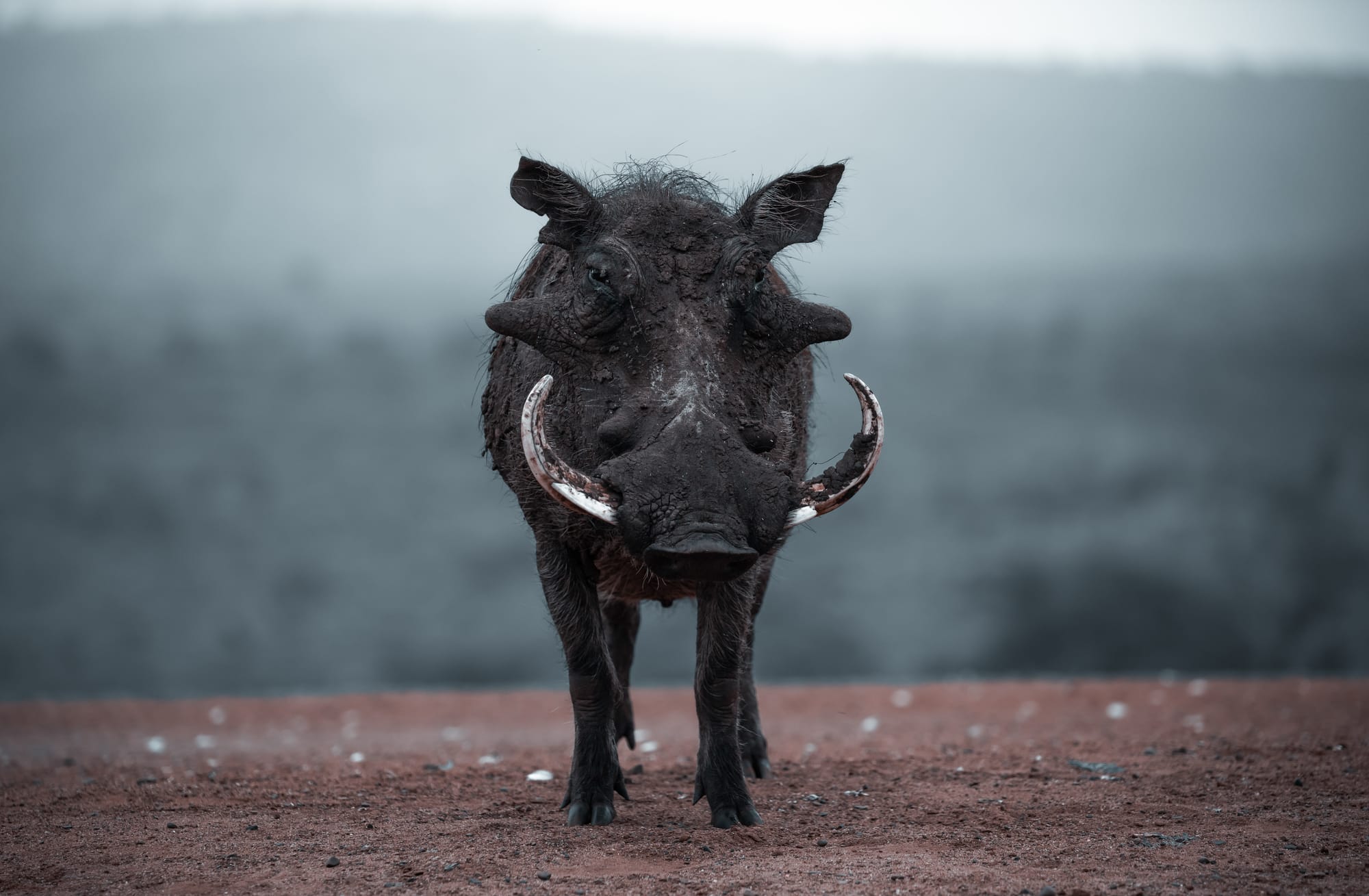 Cape Buffalo & Warthogs