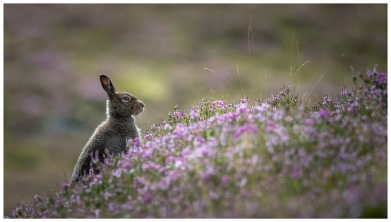 Mountain Hares