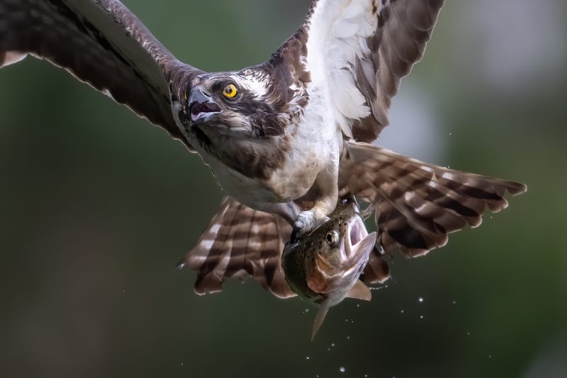 Ospreys