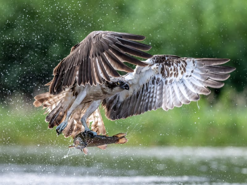 Ospreys