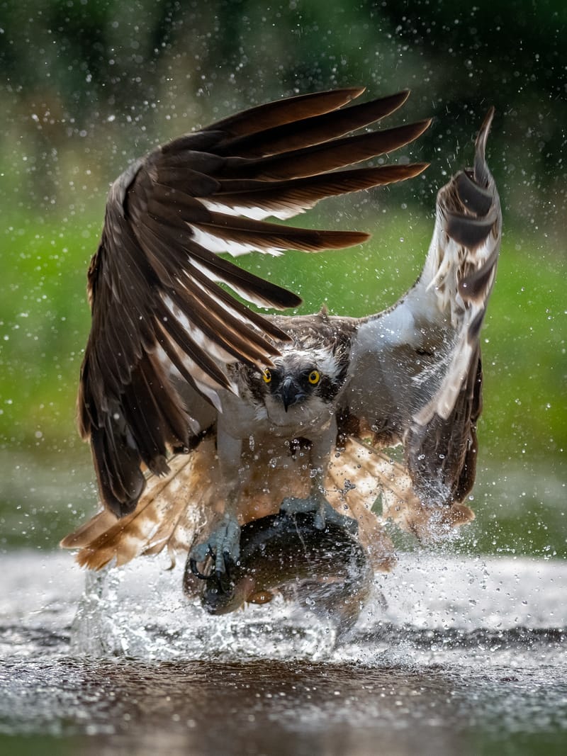 Ospreys