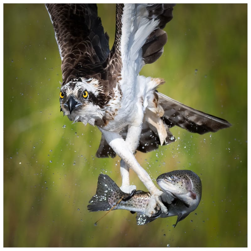 Ospreys