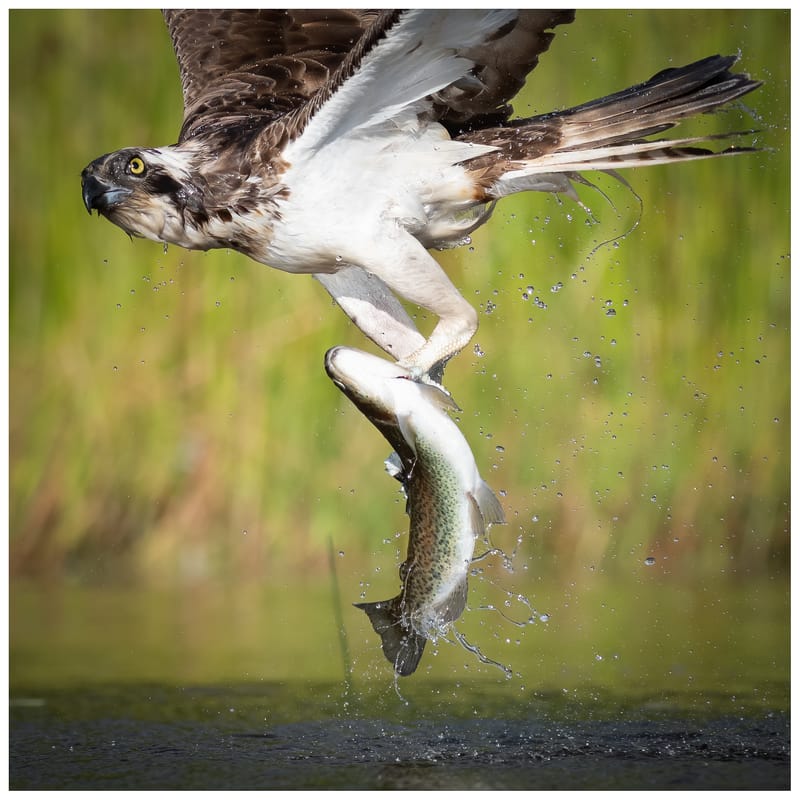 Ospreys